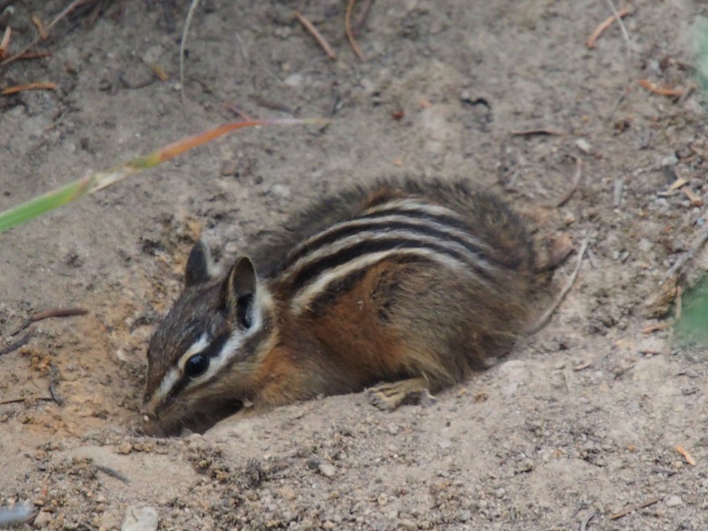 シマリス