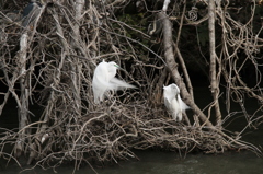 婚姻色のダイサギ