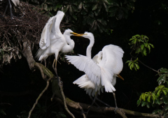 サギのコロニ-の様子