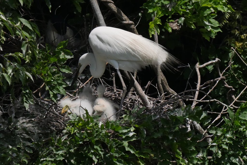 サギのコロニ-の様子