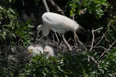 サギのコロニ-の様子