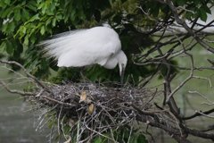 サギのコロニ-の様子