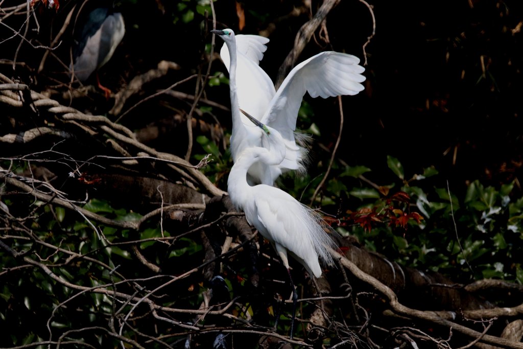 サギのコロニ-の様子