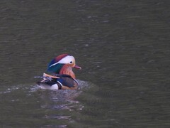 サギのコロニ-の様子