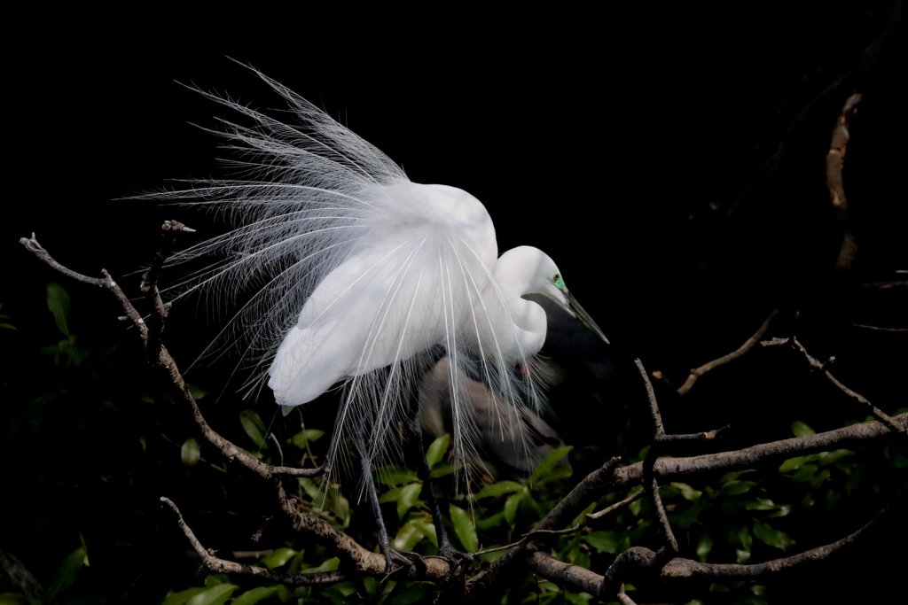 サギのコロニ-の様子