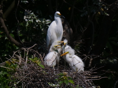 サギのコロニ-の様子