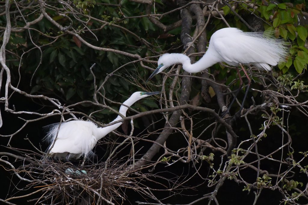 サギのコロニ-の様子