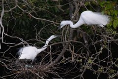 サギのコロニ-の様子