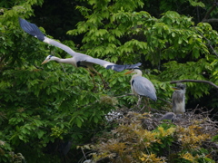 サギのコロニ-の様子