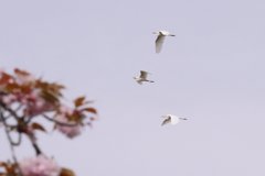 サギのコロニ-の様子