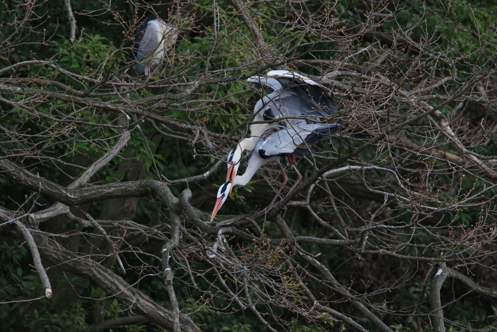 サギのコロニーの様子