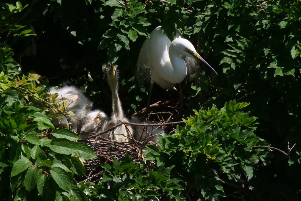 サギのコロニ-の様子