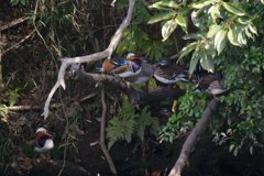 サギのコロニ-の様子