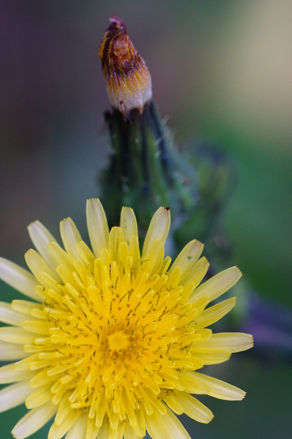 MINOLTA 58mm F1.4