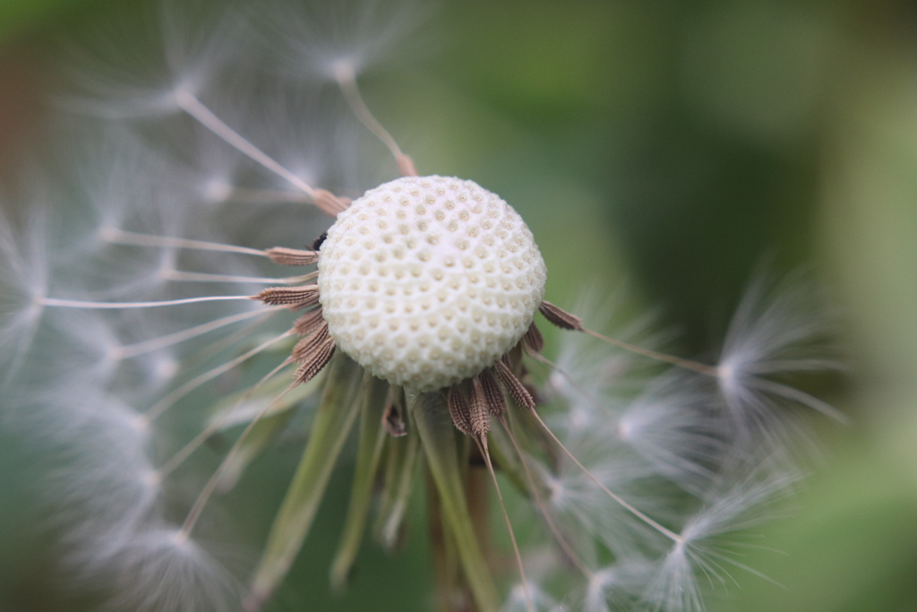MINOLTA 58mm F1.4 R