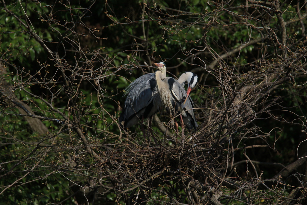 サギのコロニーの様子