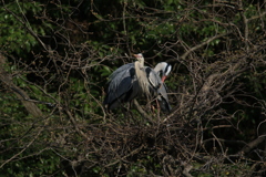 サギのコロニーの様子