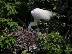サギのコロニ-の様子