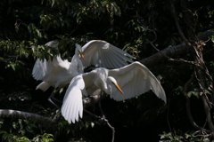 サギのコロニ-の様子