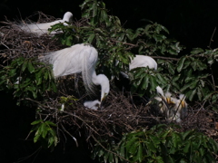 サギのコロニ-の様子