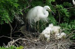 サギのコロニ-の様子