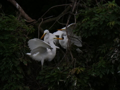 サギのコロニ-の様子