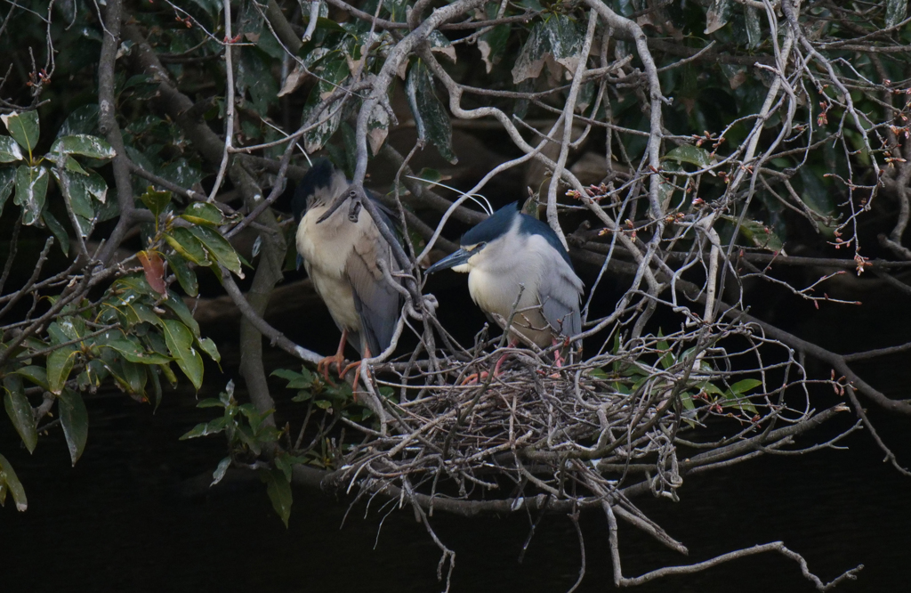 サギのコロニ-の様子