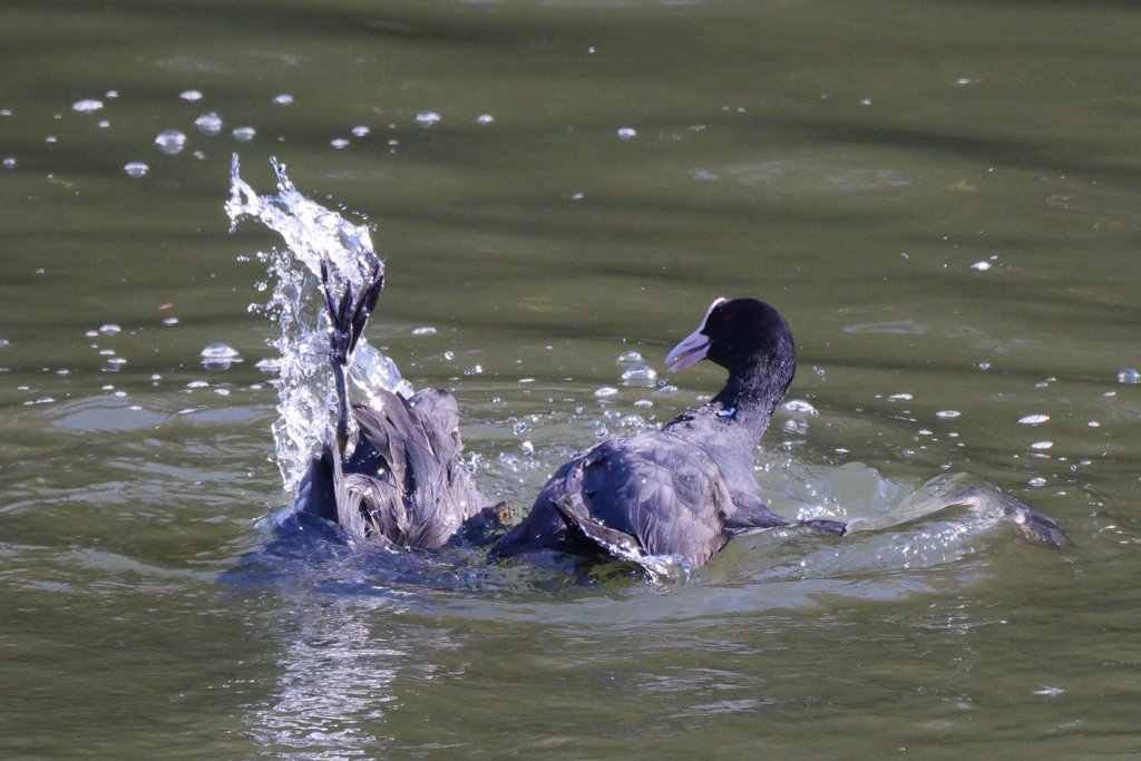 サギのコロニ-の様子