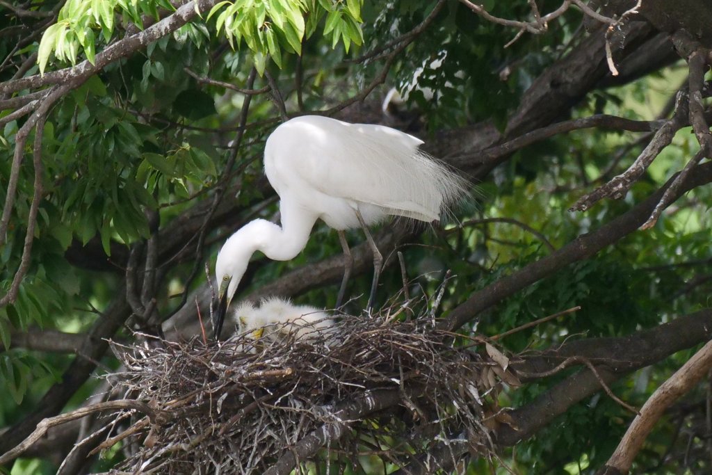 サギのコロニ-の様子