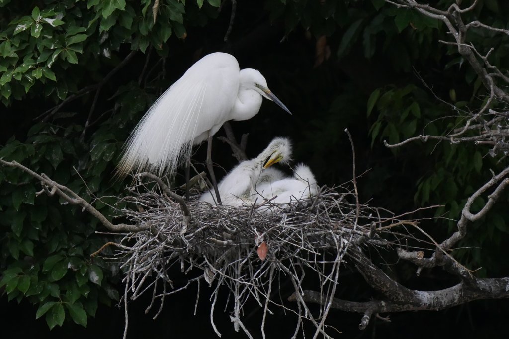 サギのコロニ-の様子