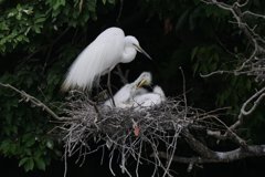 サギのコロニ-の様子