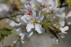 家の近くの桜