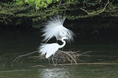 ダイサギ