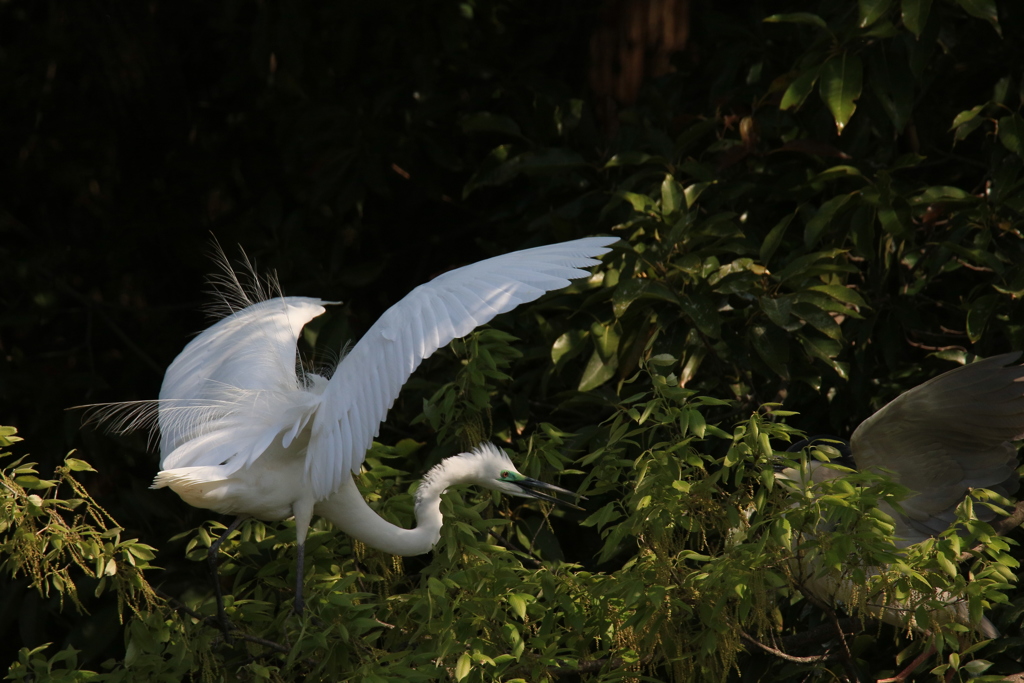 サギのコロニ-の様子