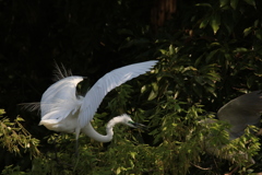 サギのコロニ-の様子