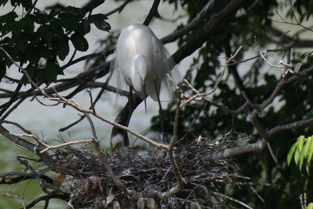 サギのコロニ-の様子