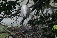 サギのコロニ-の様子