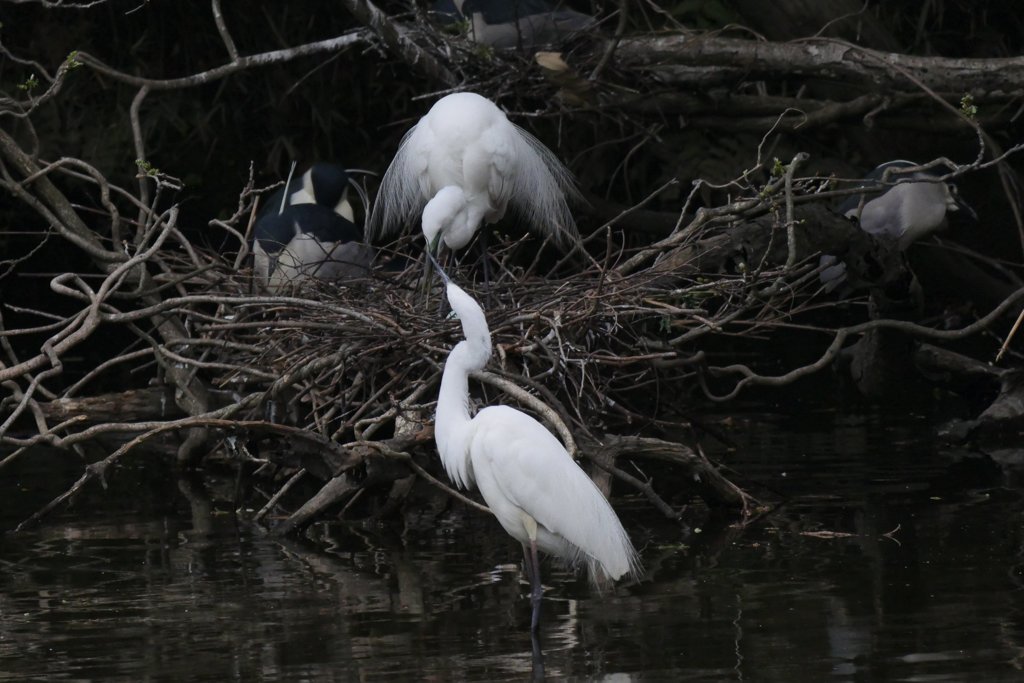 サギのコロニ-の様子