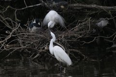 サギのコロニ-の様子