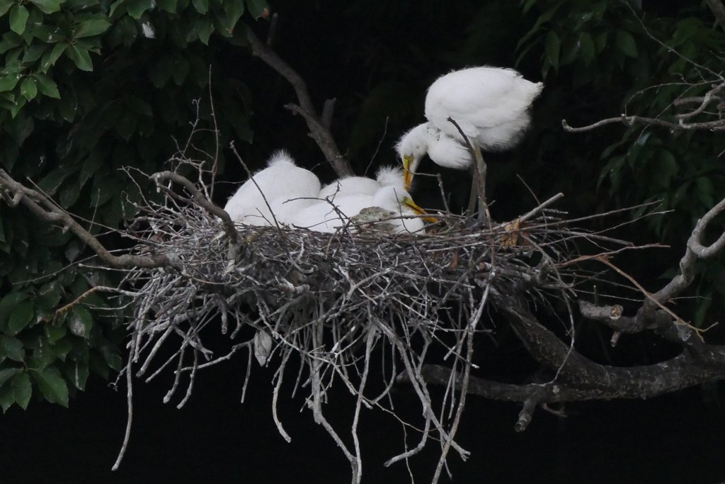 サギのコロニ-の様子