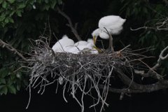 サギのコロニ-の様子