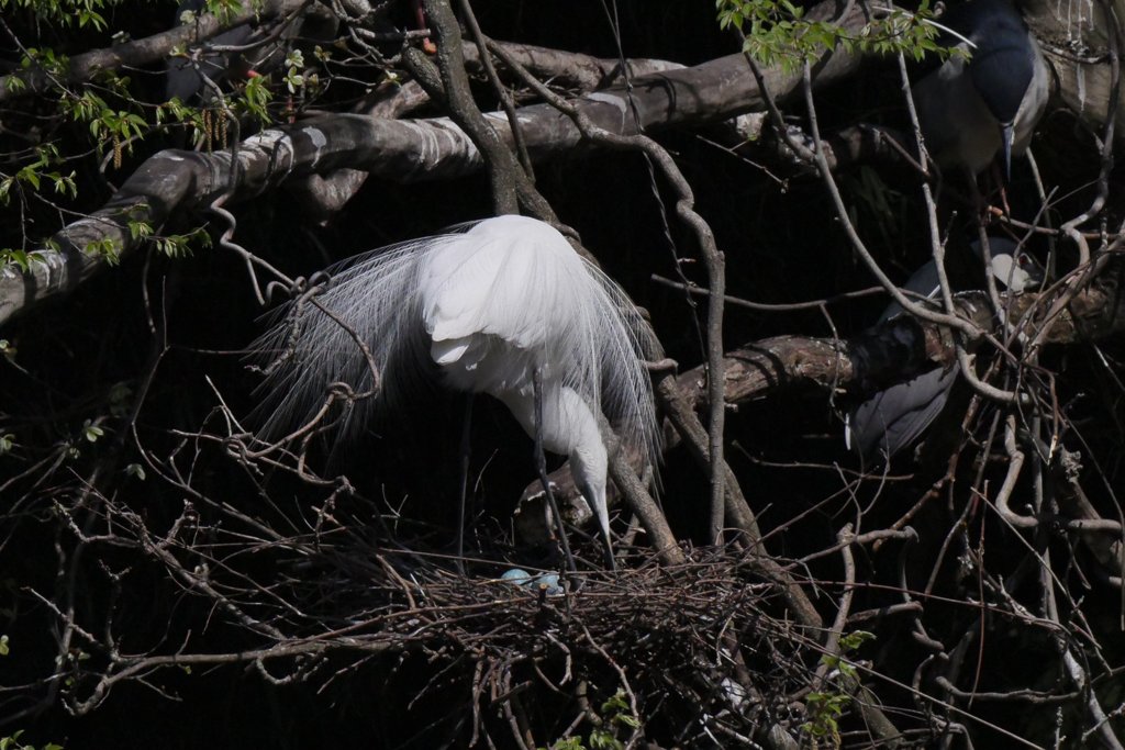 サギのコロニ-の様子