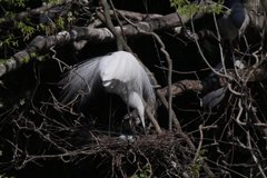 サギのコロニ-の様子