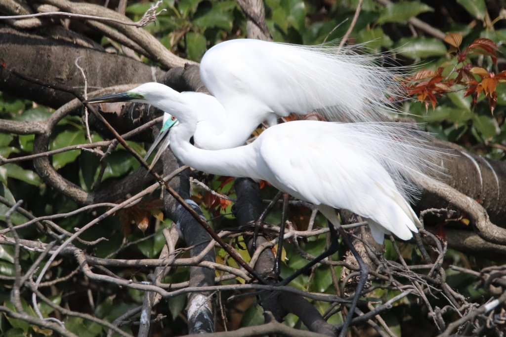 サギのコロニ-の様子