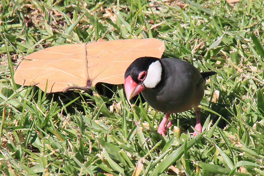 ブンチョウ