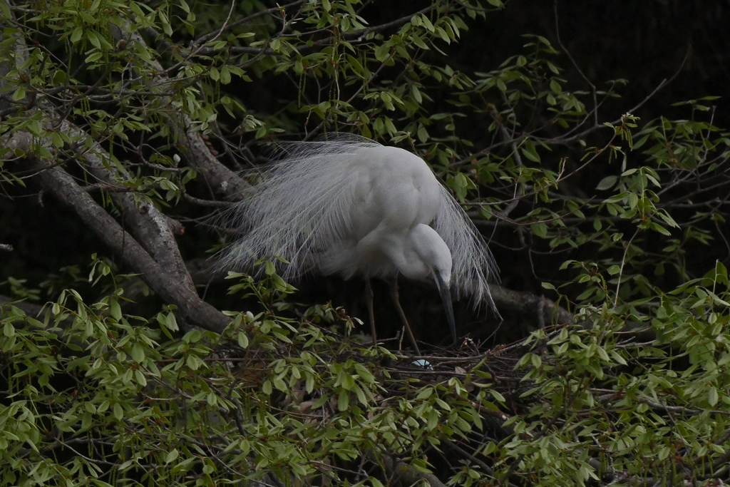 サギのコロニ-の様子