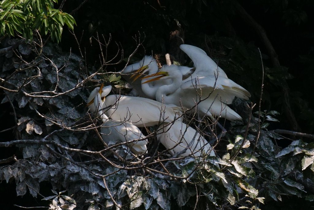 サギのコロニ-の様子