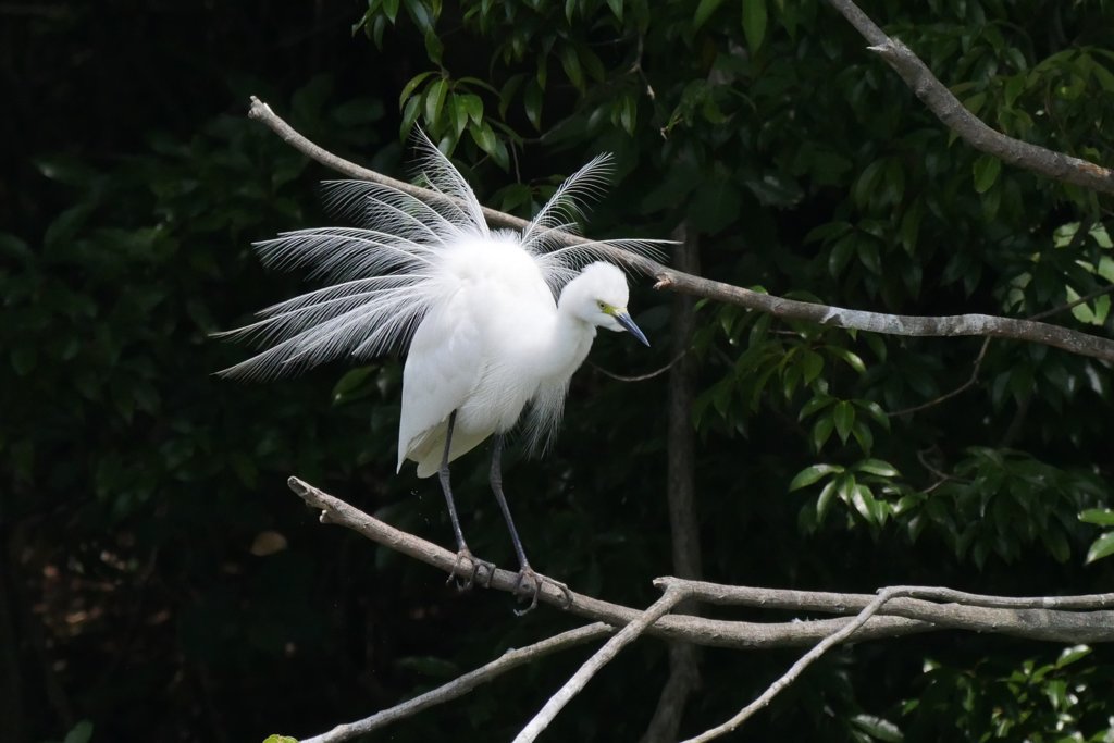 サギのコロニ-の様子