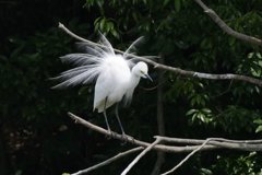 サギのコロニ-の様子