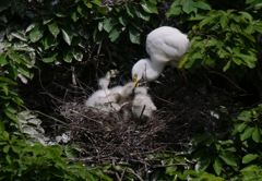 サギのコロニ-の様子